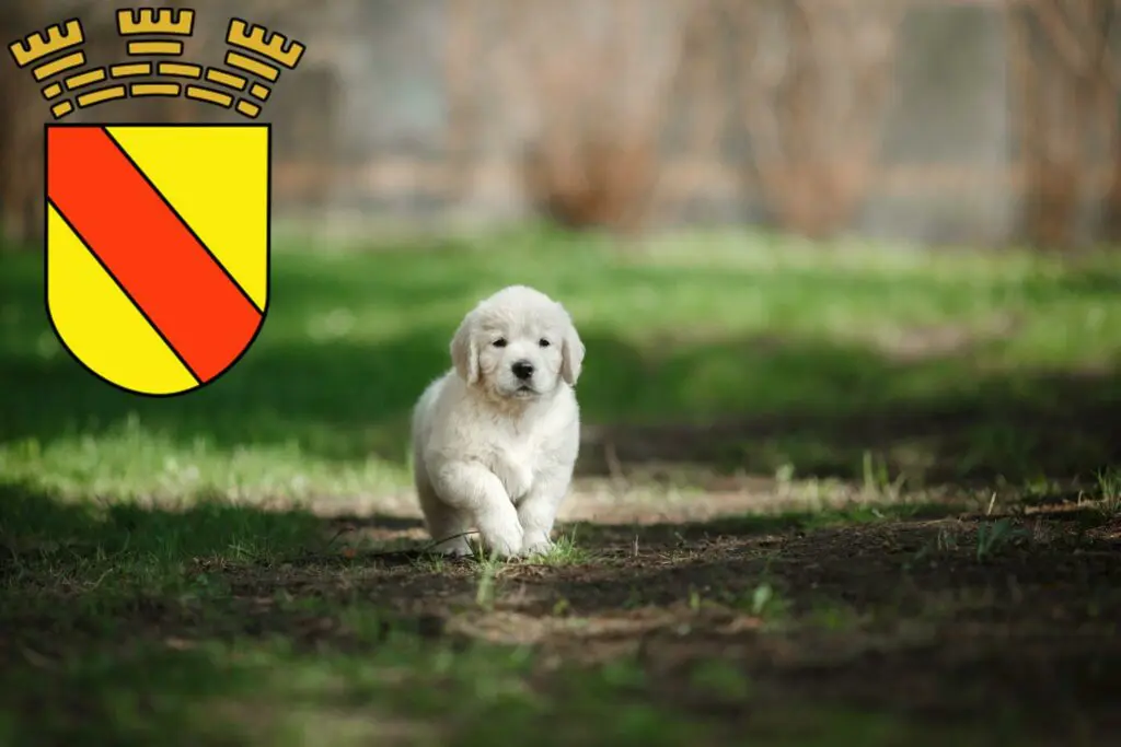 Golden Retriever Züchter mit Welpen Baden-Baden, Baden-Württemberg