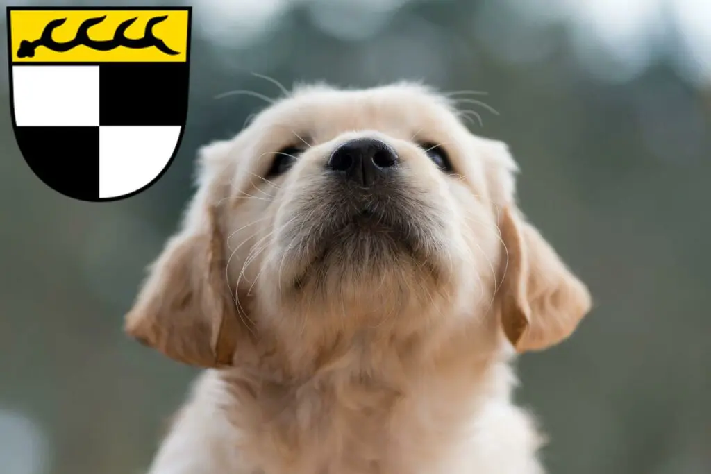Golden Retriever Züchter mit Welpen Balingen, Baden-Württemberg