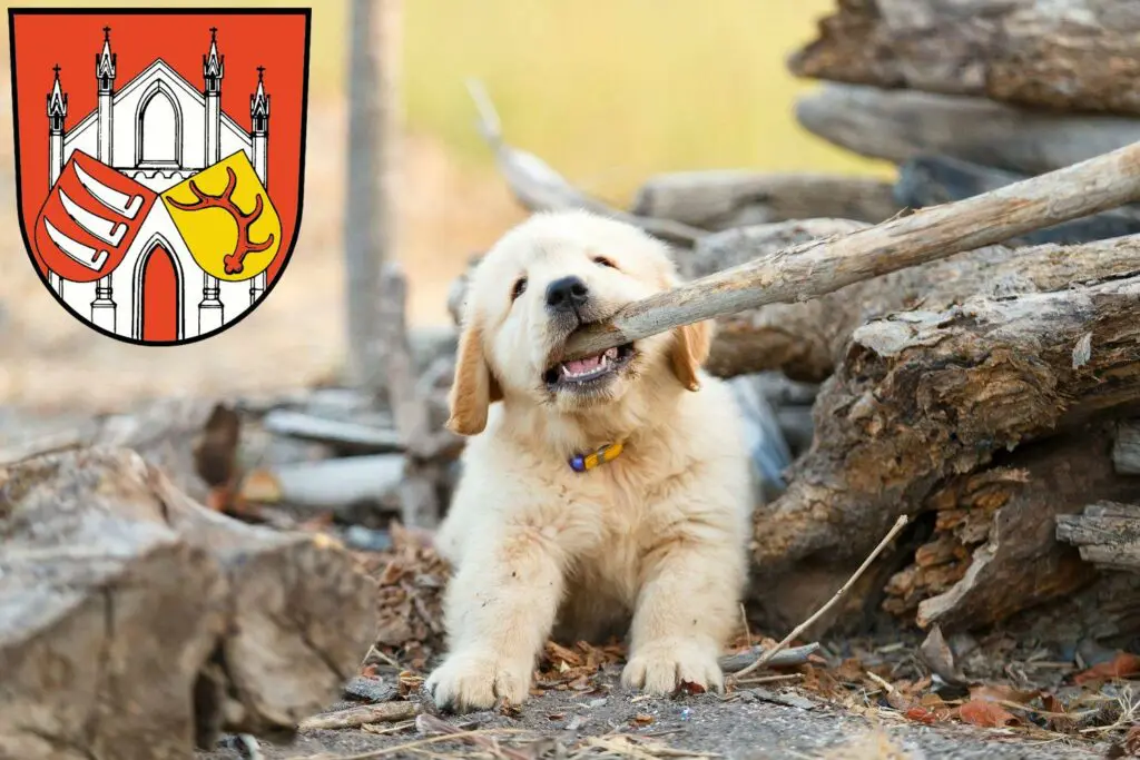 Golden Retriever Züchter mit Welpen Beeskow, Brandenburg