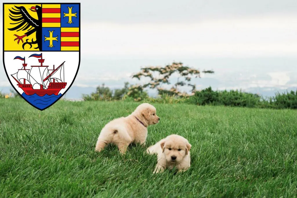 Golden Retriever Züchter mit Welpen Brake (Unterweser), Niedersachsen