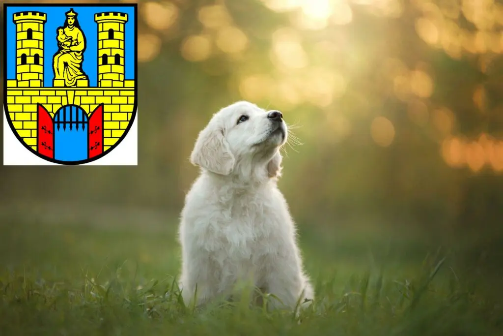 Golden Retriever Züchter mit Welpen Burg (bei Magdeburg), Sachsen-Anhalt