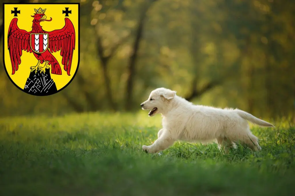 Golden Retriever Züchter mit Welpen Burgenland, Österreich