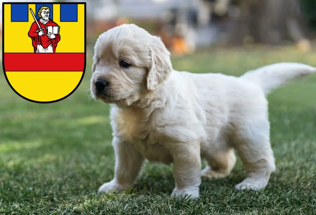 Golden Retriever Züchter mit Welpen Cloppenburg, Niedersachsen