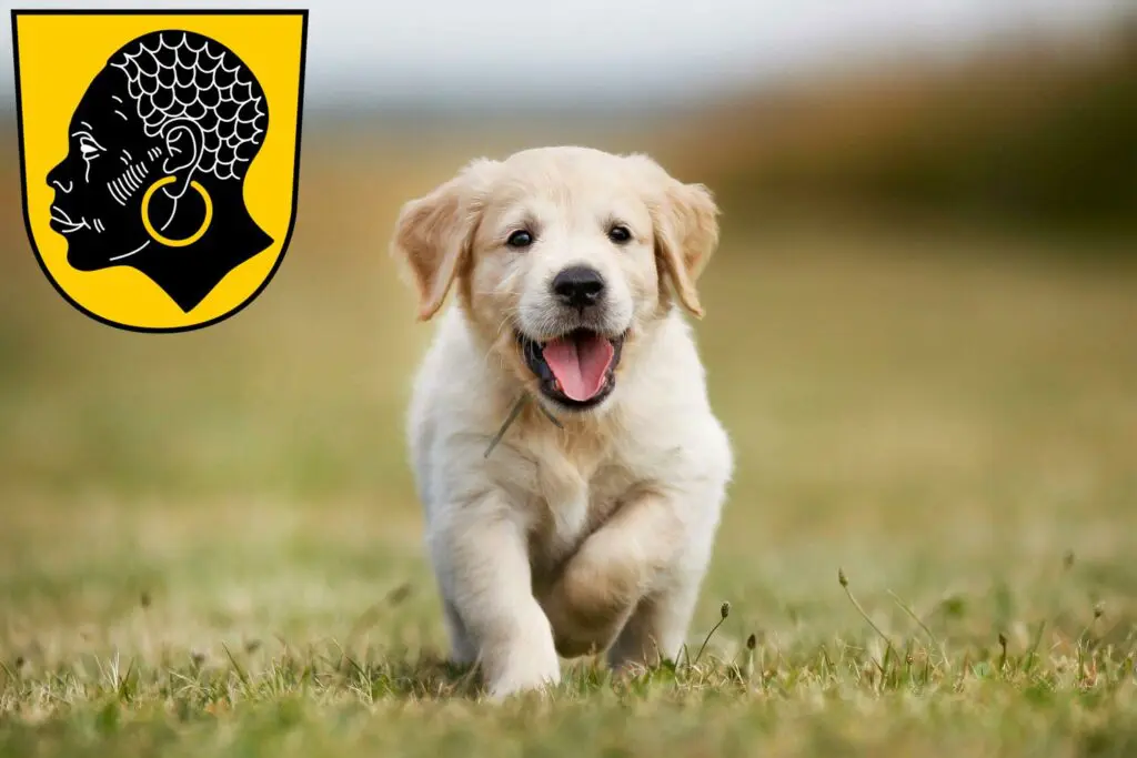 Golden Retriever Züchter mit Welpen Coburg, Bayern