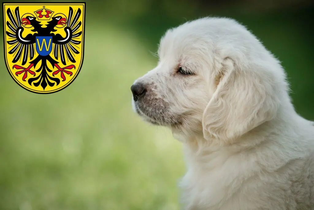 Golden Retriever Züchter mit Welpen Donauwörth, Bayern