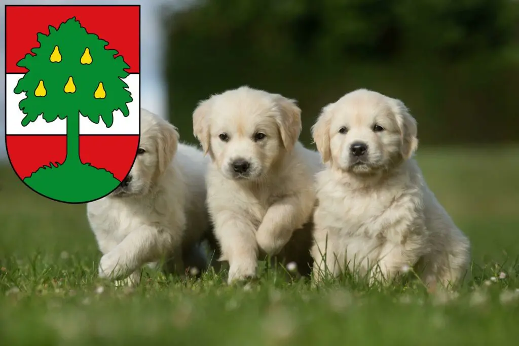 Golden Retriever Züchter mit Welpen Dornbirn, Österreich