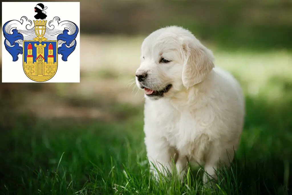 Golden Retriever Züchter mit Welpen Eisenberg (Thüringen), Thüringen