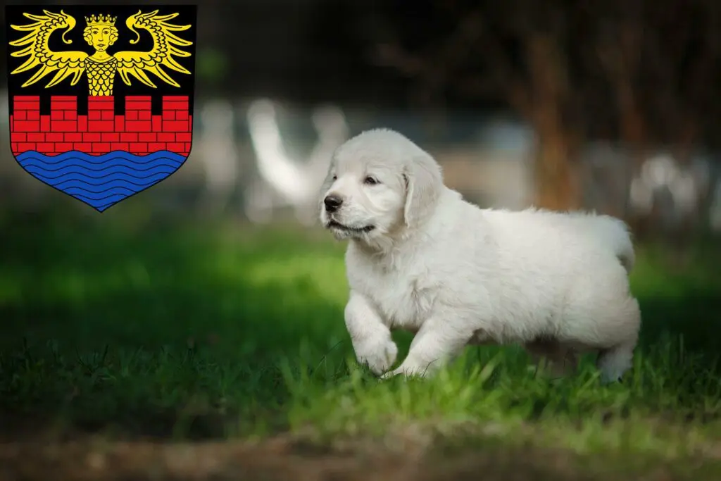 Golden Retriever Züchter mit Welpen Emden, Niedersachsen