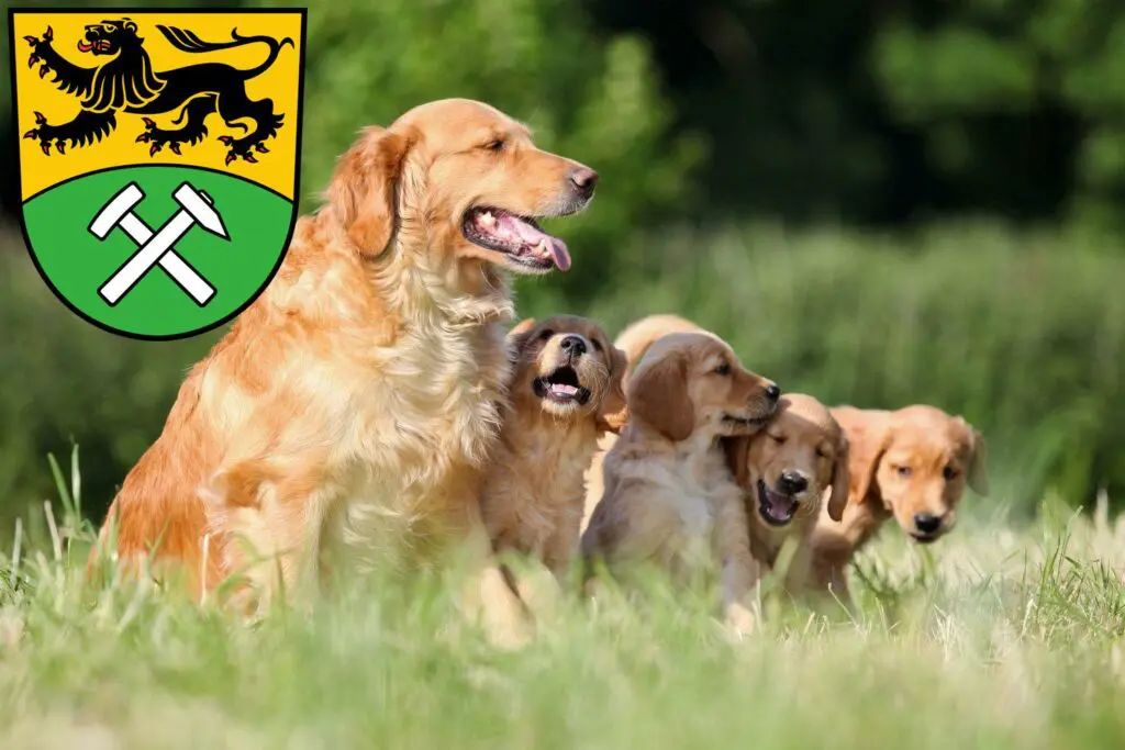 Golden Retriever Züchter mit Welpen Erzgebirge, Sachsen