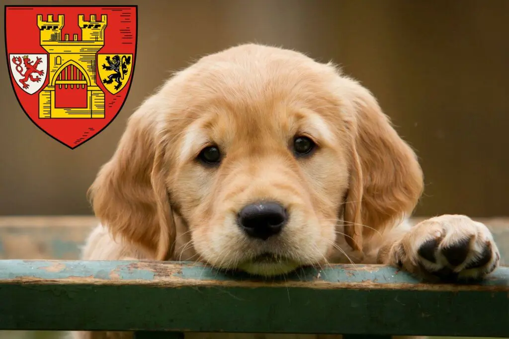 Golden Retriever Züchter mit Welpen Euskirchen, Nordrhein-Westfalen