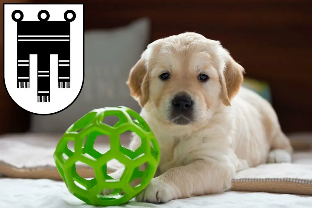 Golden Retriever Züchter mit Welpen Feldkirch, Österreich