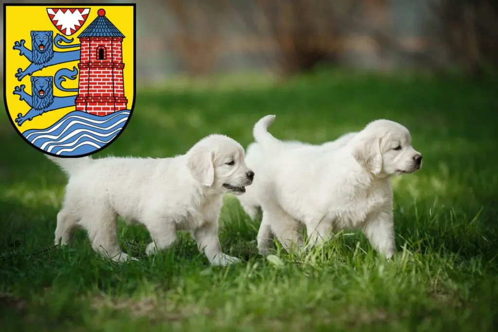 Golden Retriever Züchter mit Welpen Flensburg, Schleswig-Holstein
