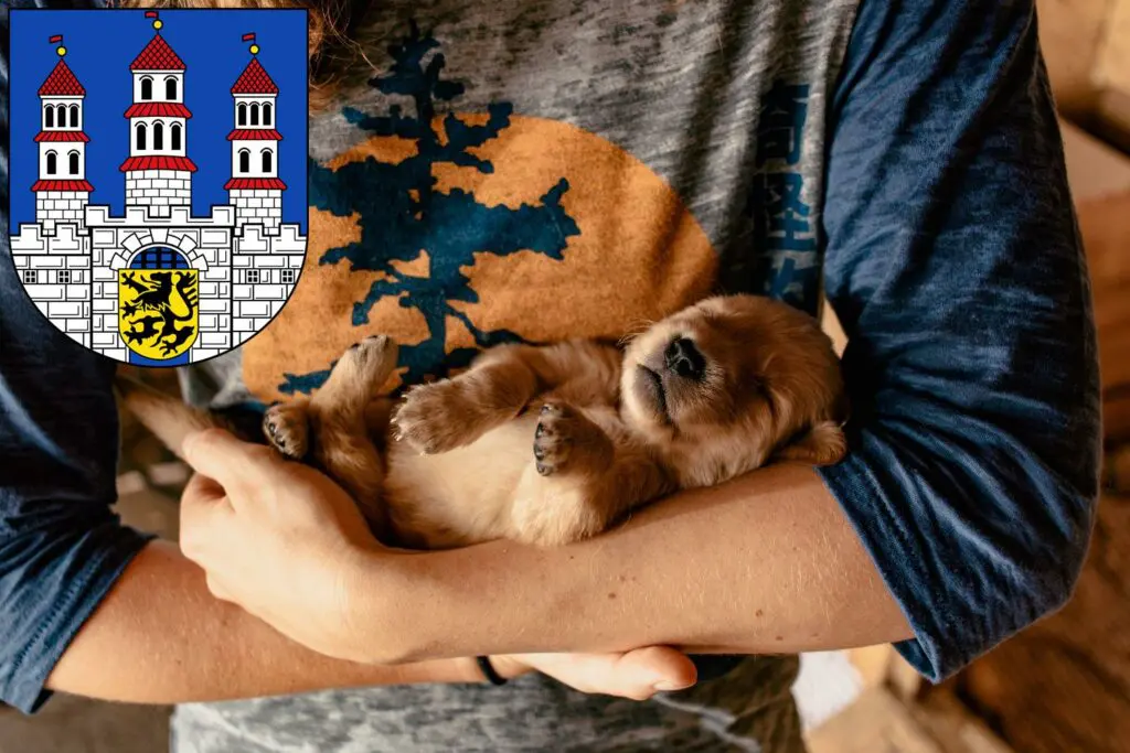 Golden Retriever Züchter mit Welpen Freiberg, Sachsen