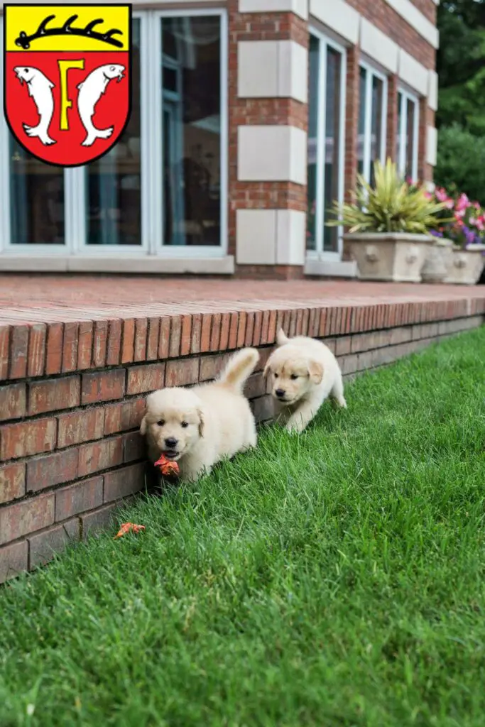 Golden Retriever Züchter mit Welpen Freudenstadt, Baden-Württemberg