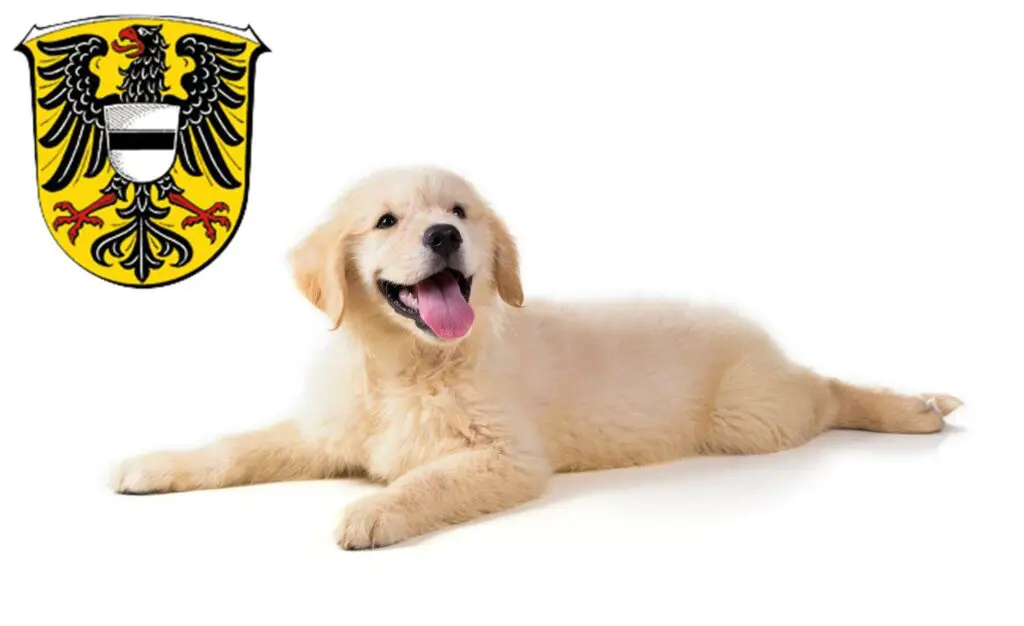 Golden Retriever Züchter mit Welpen Gelnhausen, Hessen