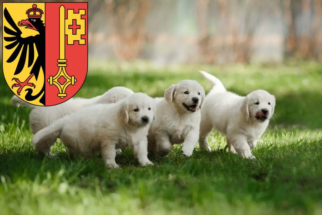 Golden Retriever Züchter mit Welpen Genf, Schweiz