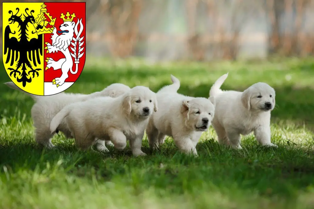 Golden Retriever Züchter mit Welpen Görlitz, Sachsen