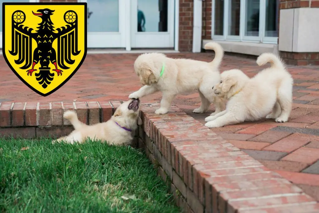 Golden Retriever Züchter mit Welpen Goslar, Niedersachsen