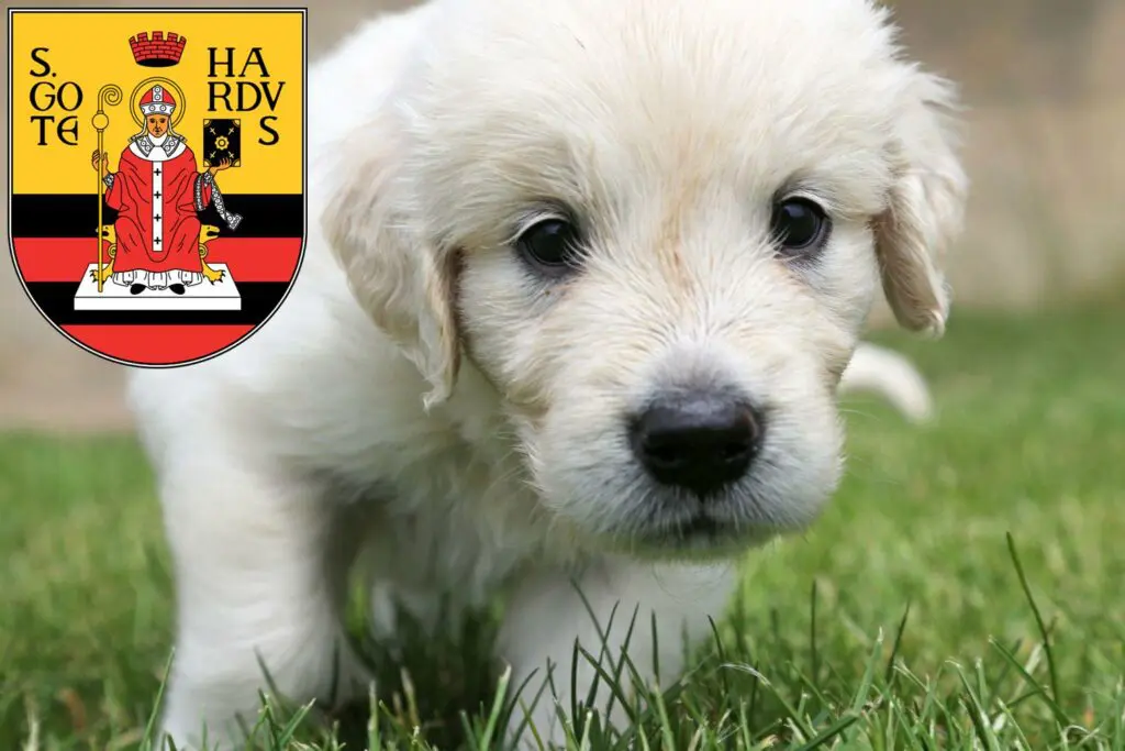 Golden Retriever Züchter mit Welpen Gotha, Thüringen