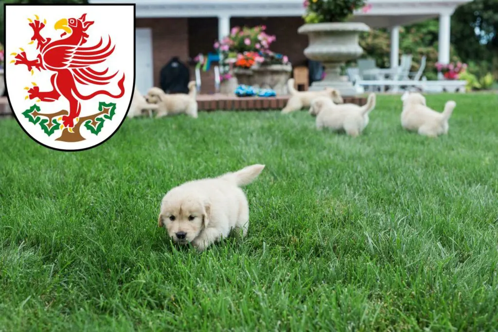 Golden Retriever Züchter mit Welpen Greifswald, Mecklenburg-Vorpommern