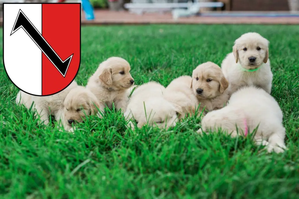 Golden Retriever Züchter mit Welpen Halberstadt, Sachsen-Anhalt