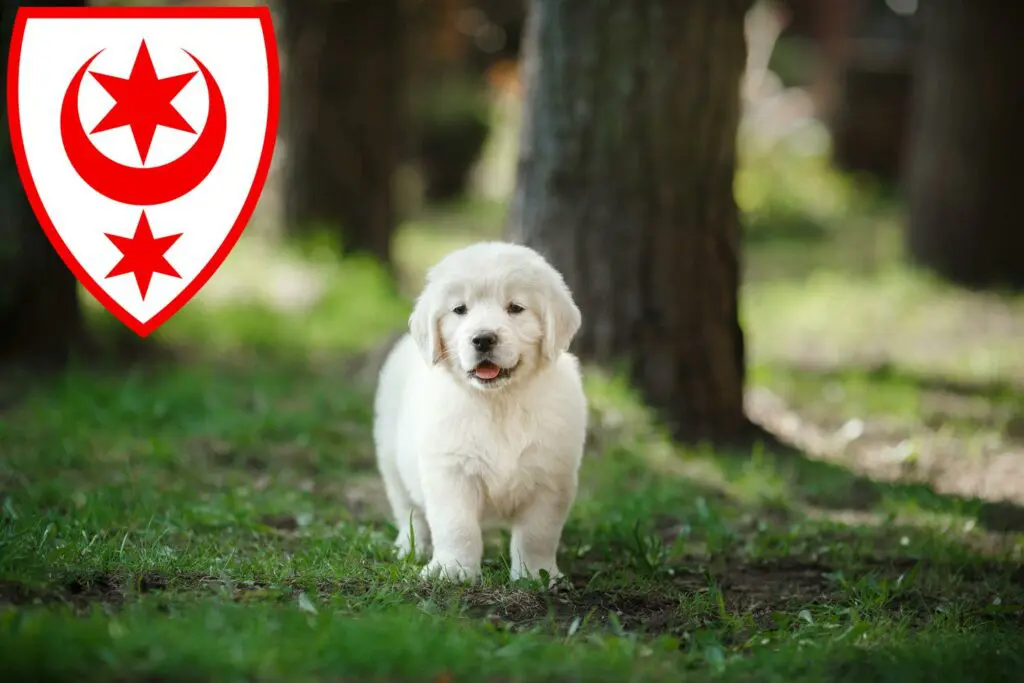 Golden Retriever Züchter mit Welpen Halle (Saale), Sachsen-Anhalt