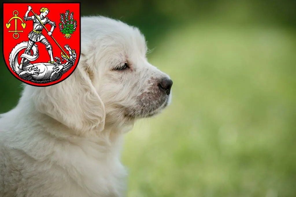 Golden Retriever Züchter mit Welpen Heide (Holstein), Schleswig-Holstein