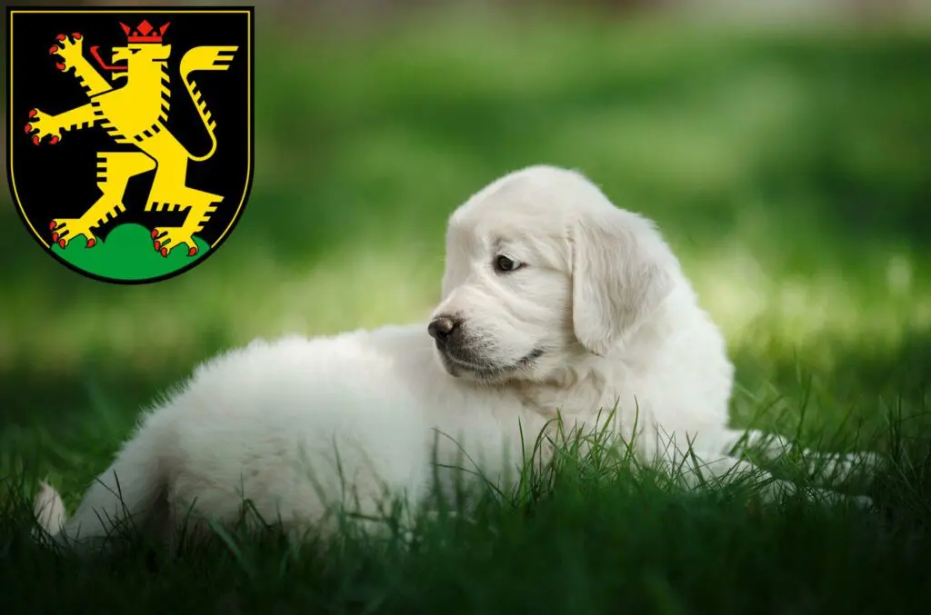 Golden Retriever Züchter mit Welpen Heidelberg, Baden-Württemberg