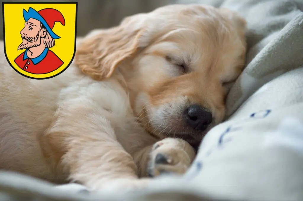 Golden Retriever Züchter mit Welpen Heidenheim an der Brenz, Baden-Württemberg