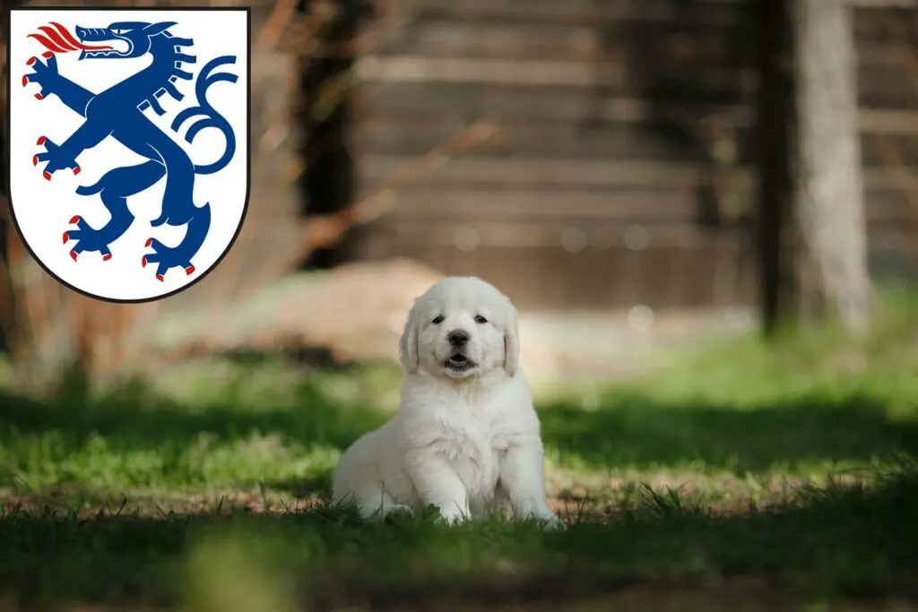 Golden Retriever Züchter mit Welpen Ingolstadt, Bayern
