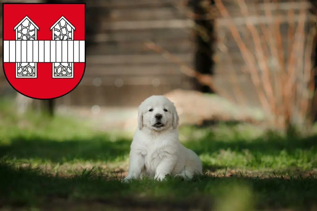 Golden Retriever Züchter mit Welpen Innsbruck, Österreich