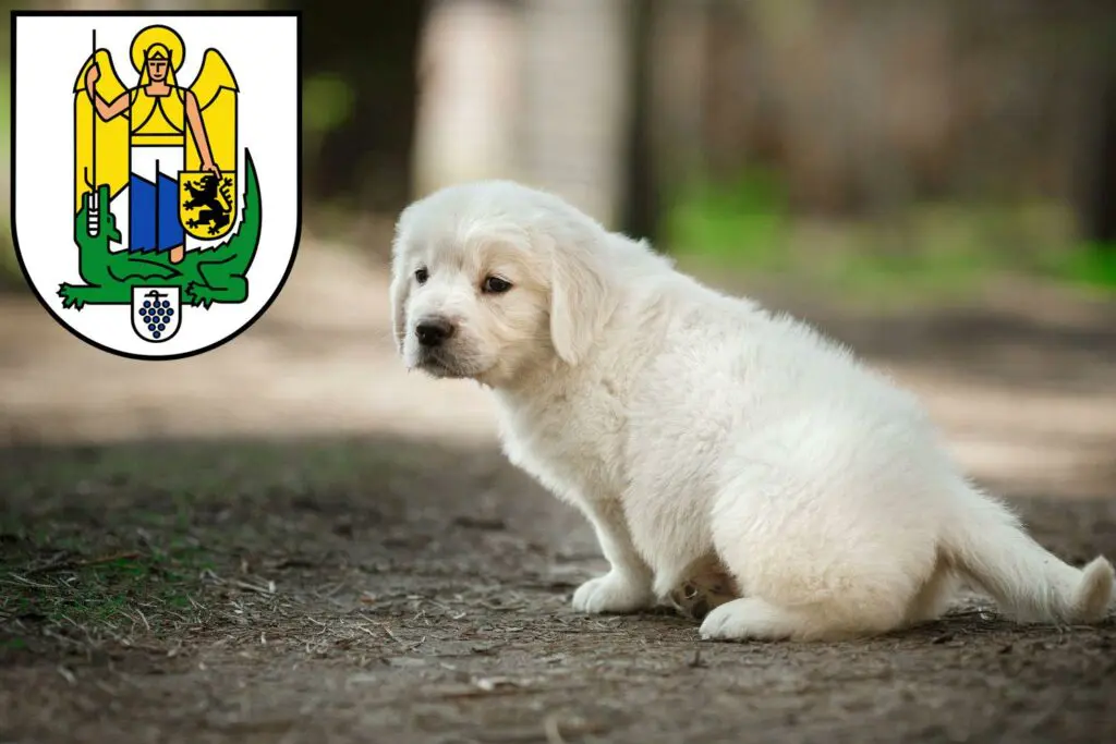 Golden Retriever Züchter mit Welpen Jena, Thüringen