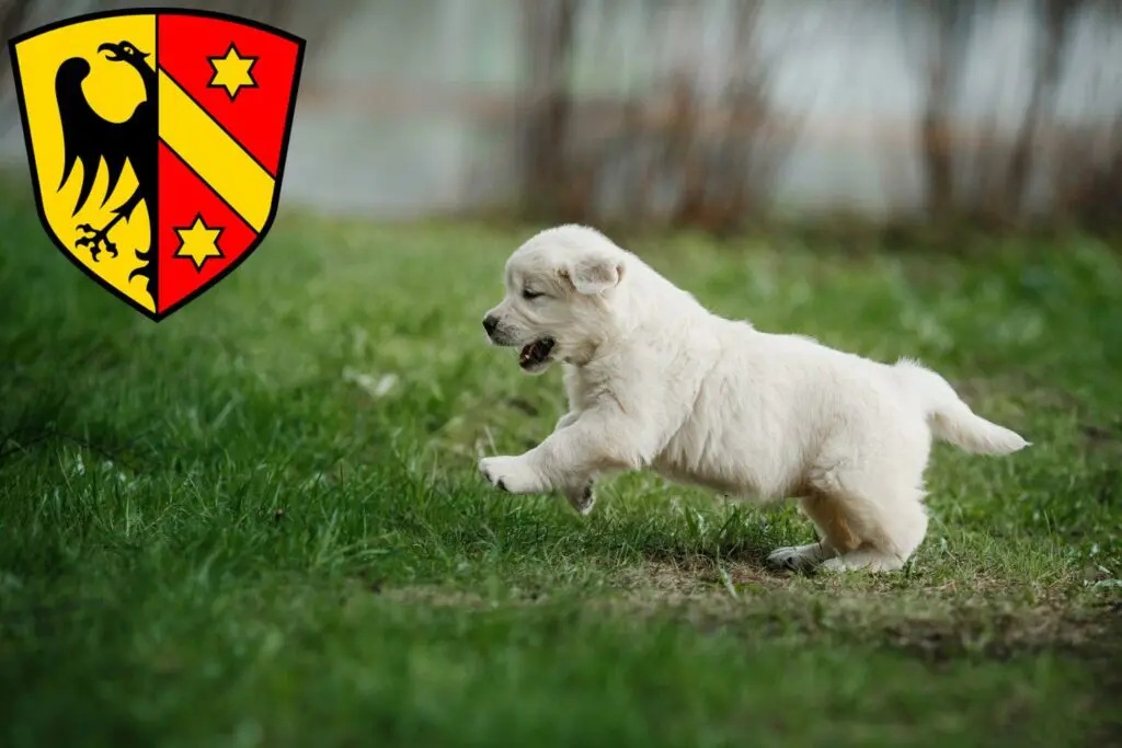 Golden Retriever Züchter mit Welpen Kaufbeuren, Bayern