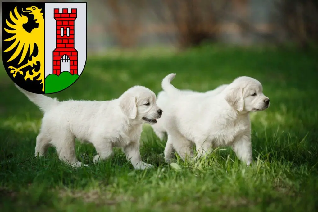 Golden Retriever Züchter mit Welpen Kempten (Allgäu), Bayern