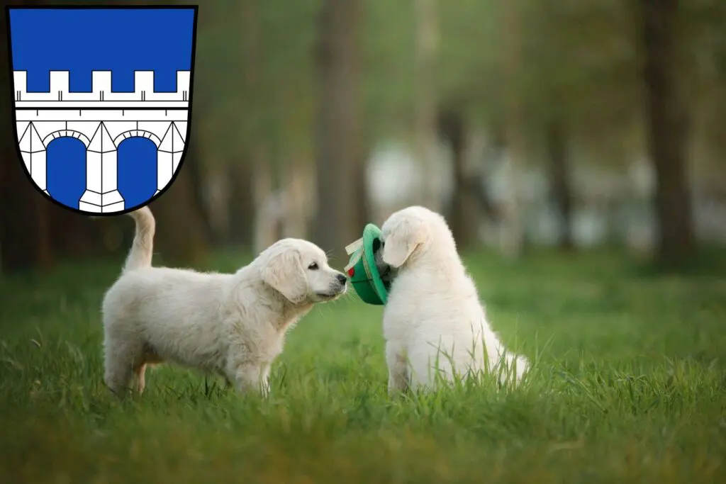 Golden Retriever Züchter mit Welpen Kitzingen, Bayern