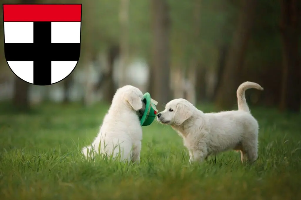 Golden Retriever Züchter mit Welpen Konstanz, Baden-Württemberg