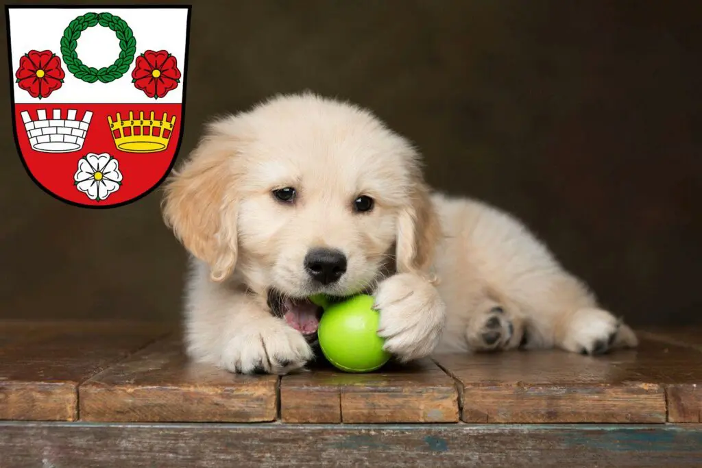 Golden Retriever Züchter mit Welpen Kronach, Bayern