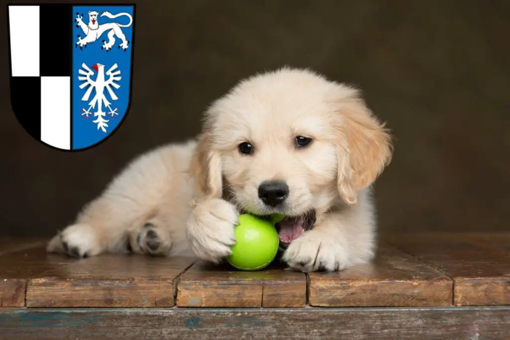 Golden Retriever Züchter mit Welpen Kulmbach, Bayern