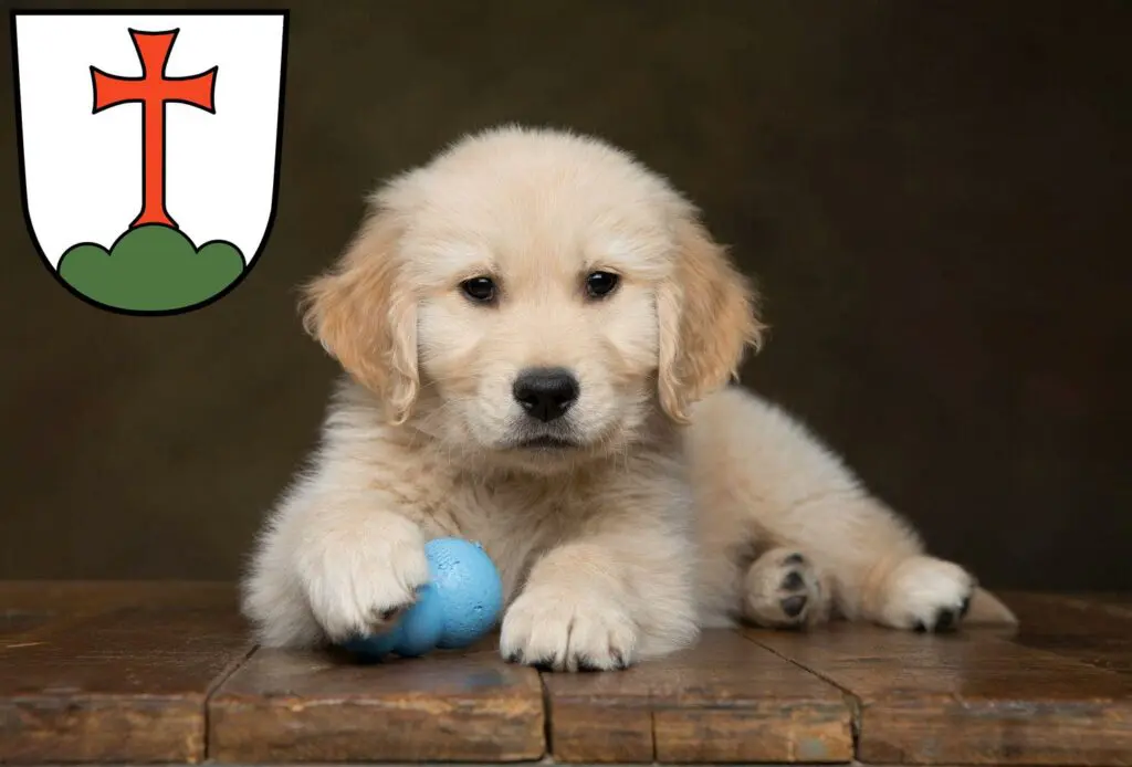 Golden Retriever Züchter mit Welpen Landsberg am Lech, Bayern