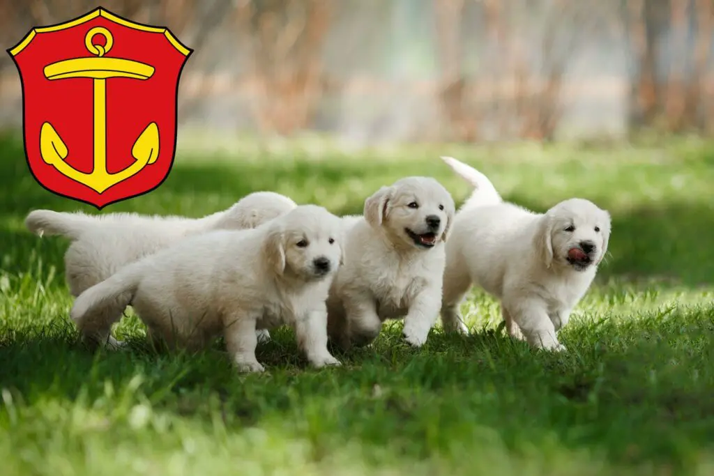 Golden Retriever Züchter mit Welpen Ludwigshafen am Rhein, Rheinland-Pfalz
