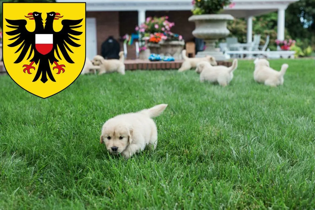 Golden Retriever Züchter mit Welpen Lübeck, Schleswig-Holstein