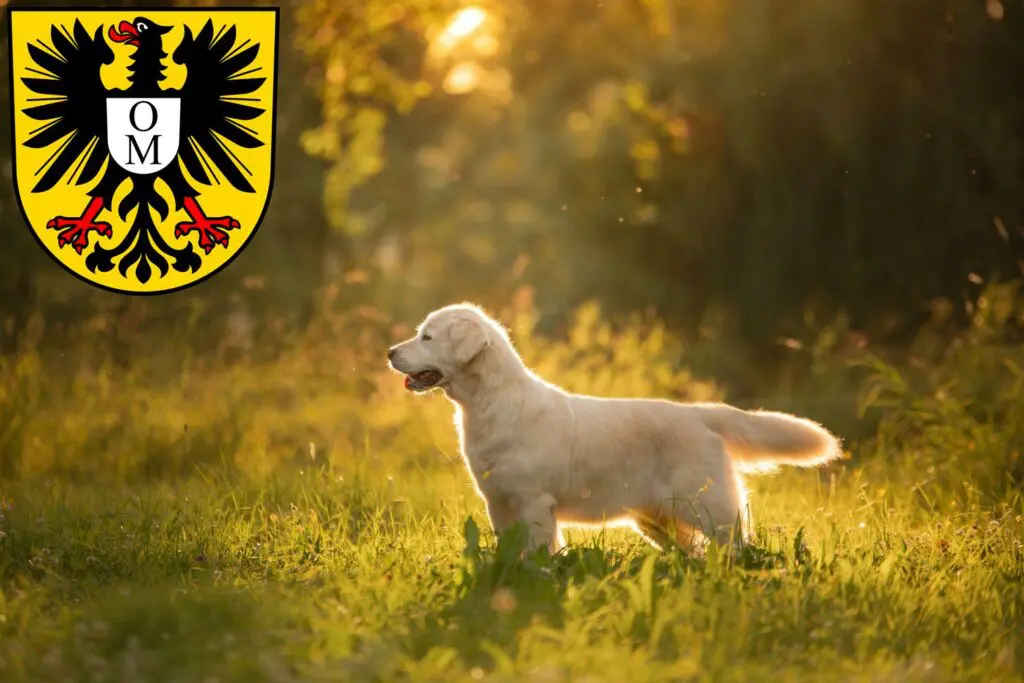 Golden Retriever Züchter mit Welpen Mosbach, Baden-Württemberg