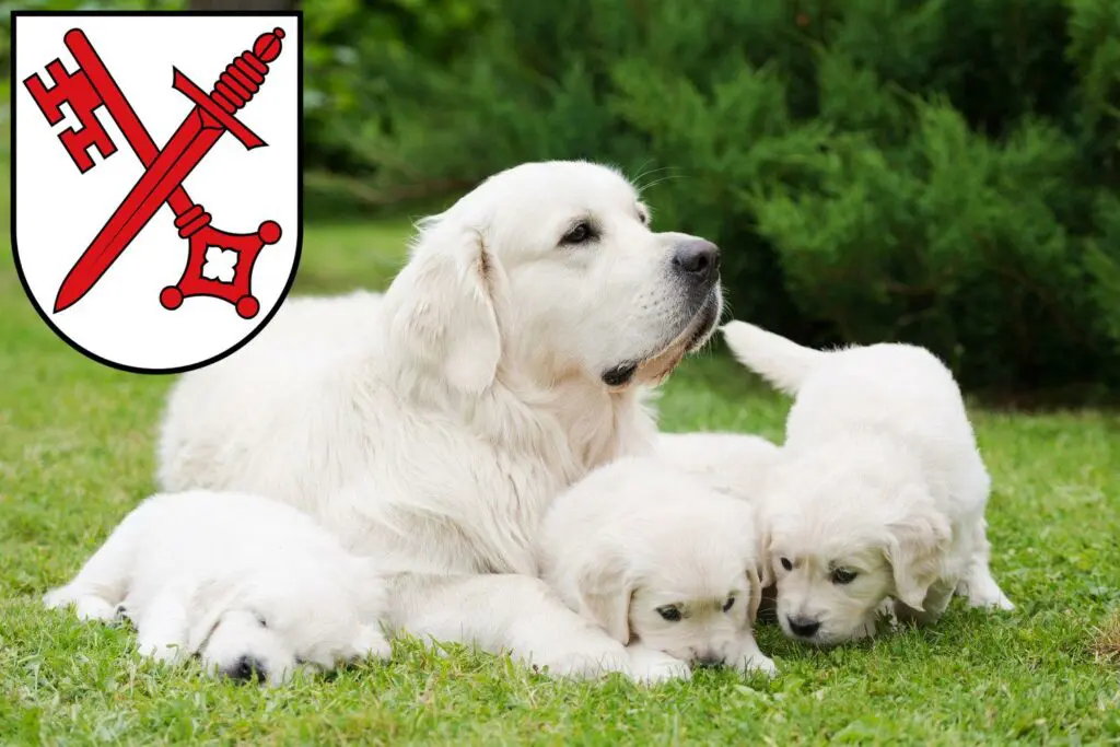 Golden Retriever Züchter mit Welpen Naumburg (Saale), Sachsen-Anhalt