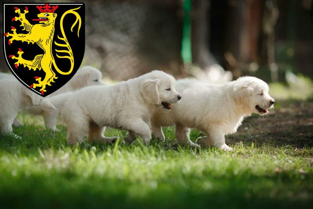 Golden Retriever Züchter mit Welpen Neustadt an der Weinstraße, Rheinland-Pfalz