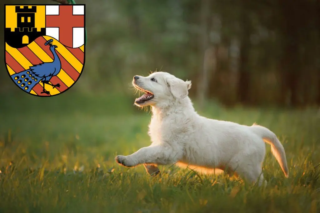 Golden Retriever Züchter mit Welpen Neuwied, Rheinland-Pfalz