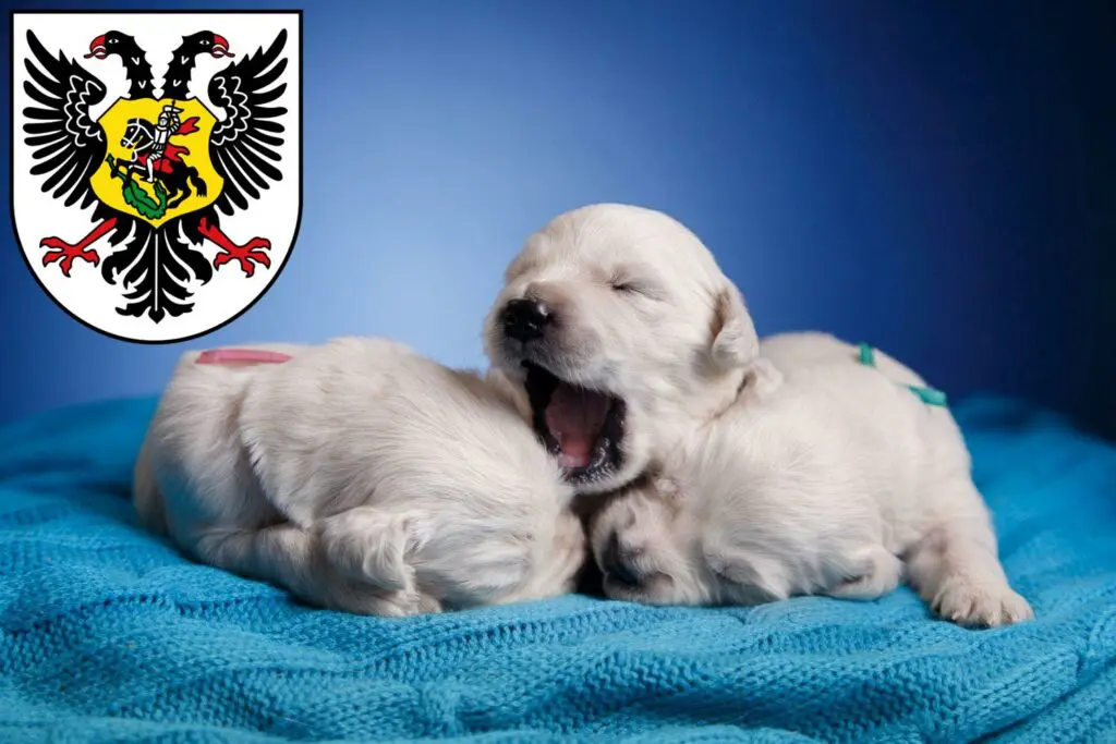 Golden Retriever Züchter mit Welpen Ortenaukreis, Baden-Württemberg
