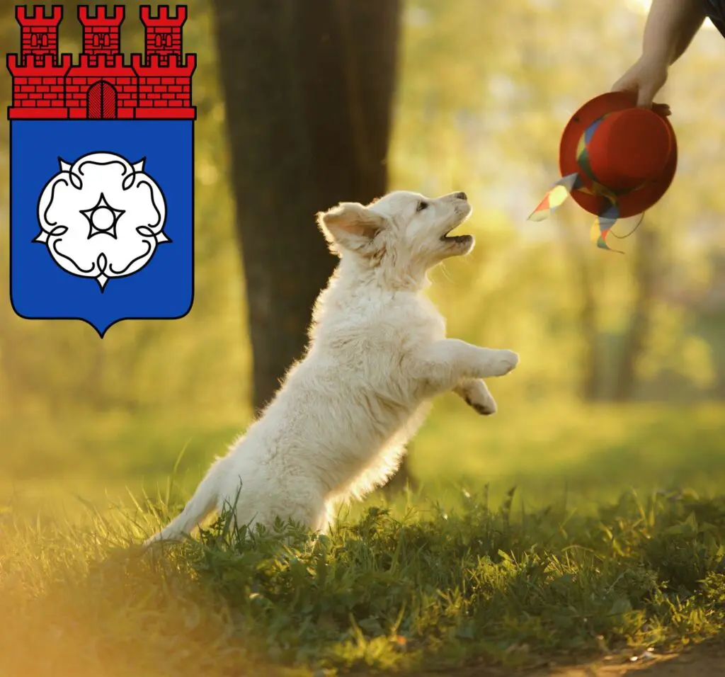 Golden Retriever Züchter mit Welpen Ottweiler, Saarland