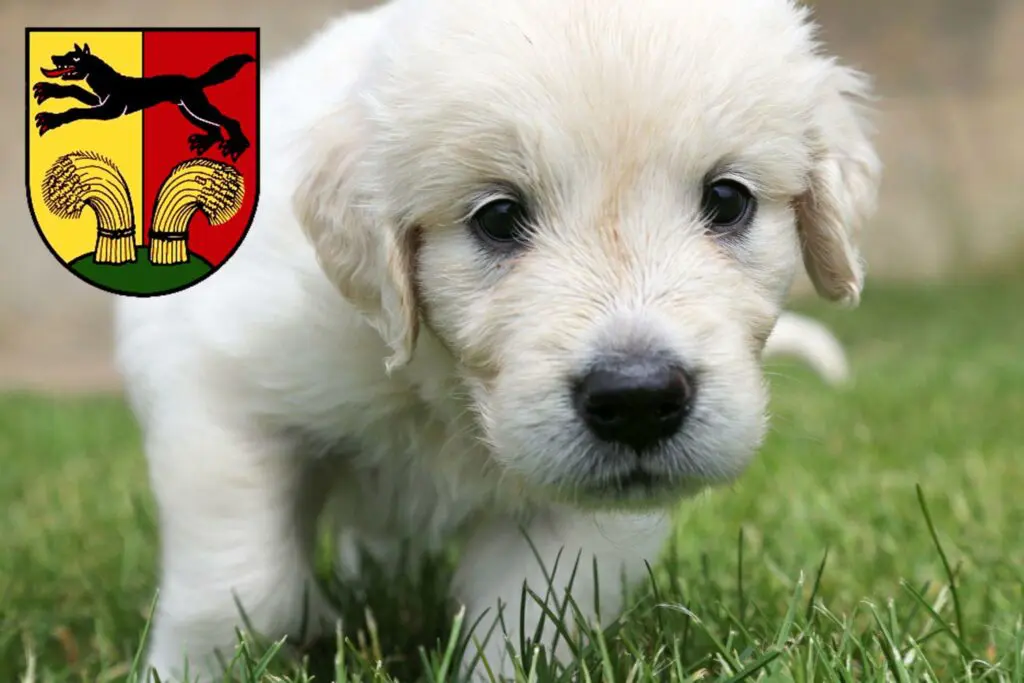 Golden Retriever Züchter mit Welpen Peine, Niedersachsen