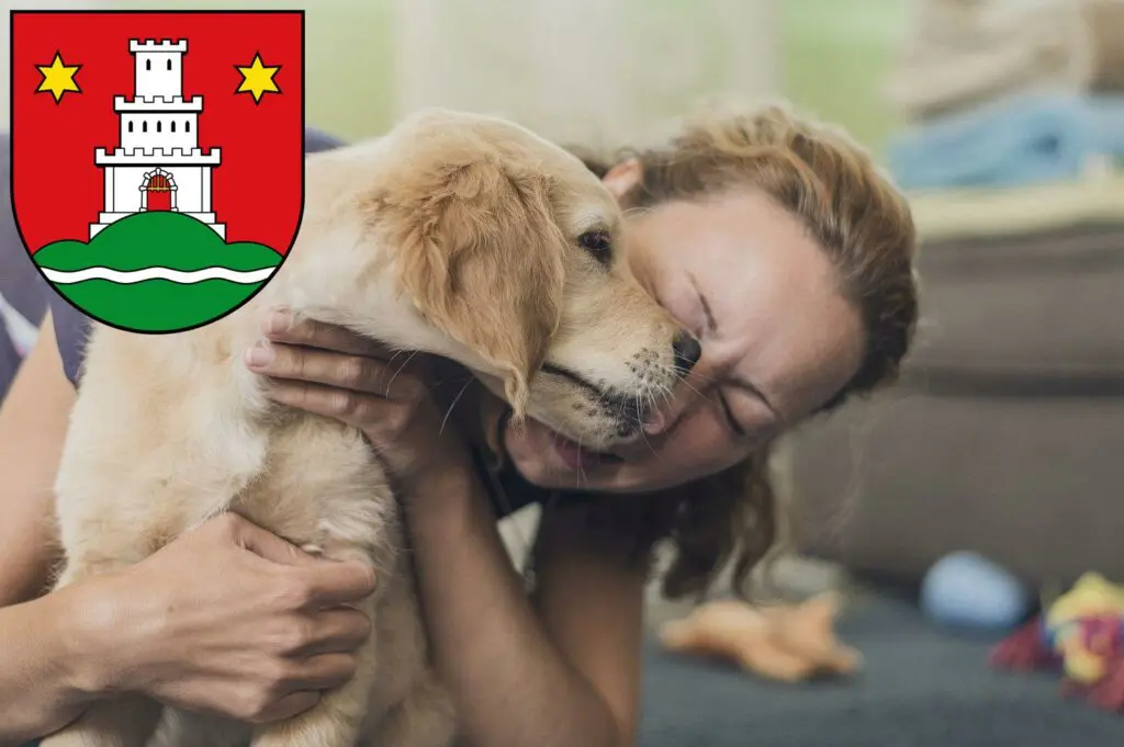 Golden Retriever Züchter mit Welpen Pinneberg, Schleswig-Holstein
