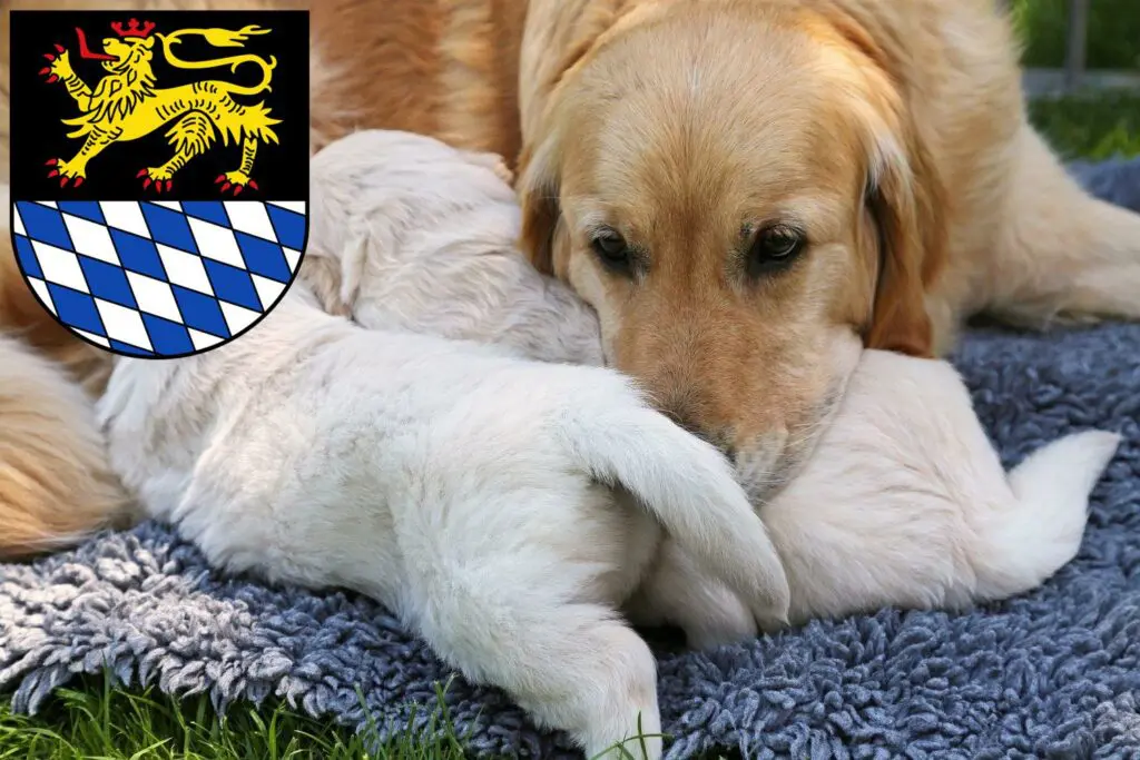 Golden Retriever Züchter mit Welpen Simmern/Hunsrück, Rheinland-Pfalz